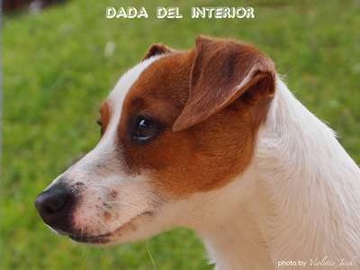 Ecco i cuccioli di Rokkettino e Petite! :-) - Pagina 4 Dada2011