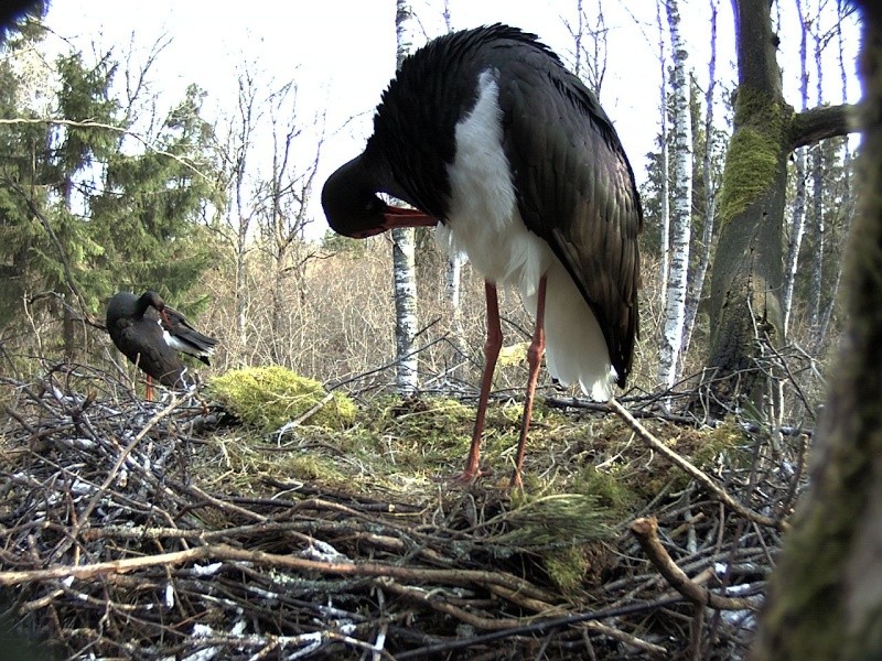 Black Stork ~ Tiit & Tiina ~ 2013 - Page 14 2014-116