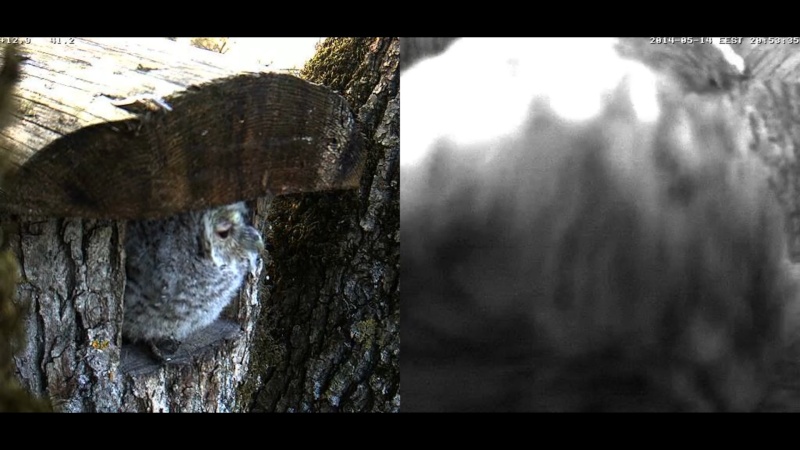 Estonian Tawny Owl Webcam 2014 - Page 10 9110