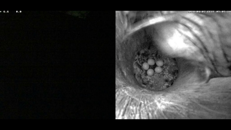 Estonian Tawny Owl Webcam 2014 - Page 16 Aaa10