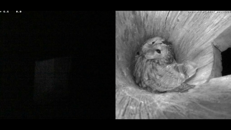 Estonian Tawny Owl Webcam 2014 - Page 16 Aaaaaa14