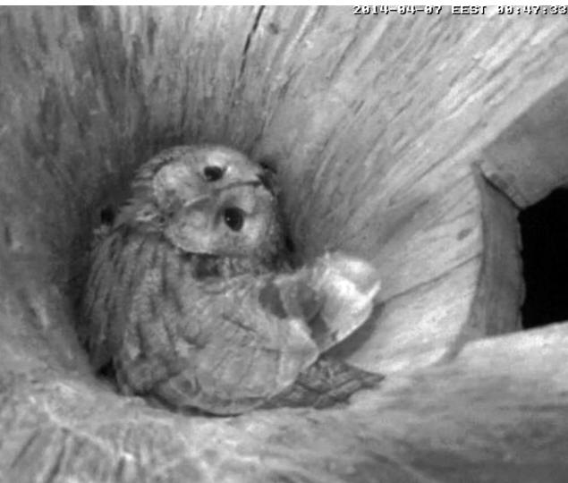 Estonian Tawny Owl Webcam 2014 - Page 16 Aaaaaa17