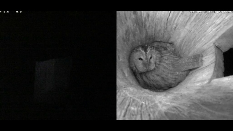 Estonian Tawny Owl Webcam 2014 - Page 15 Aabbbb10