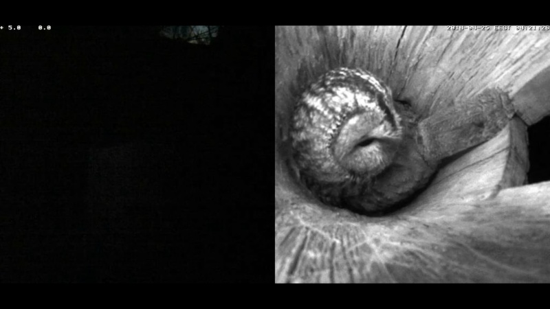 Estonian Tawny Owl Webcam 2014 - Page 27 Ccdaaa10