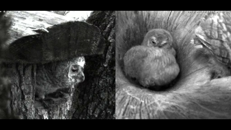 Estonian Tawny Owl Webcam 2014 - Page 7 Cfaabb11