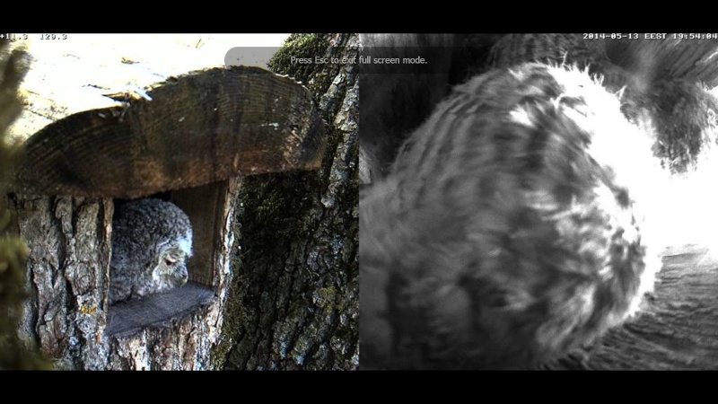 Estonian Tawny Owl Webcam 2014 - Page 4 Cgcddd10