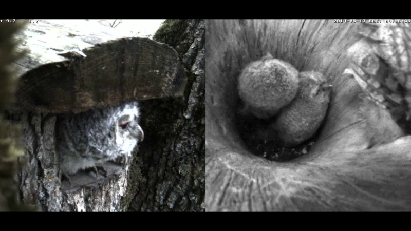 Estonian Tawny Owl Webcam 2014 - Page 2 Cgggha11