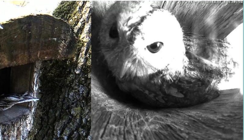 Estonian Tawny Owl Webcam 2014 - Page 2 Cghbbc10