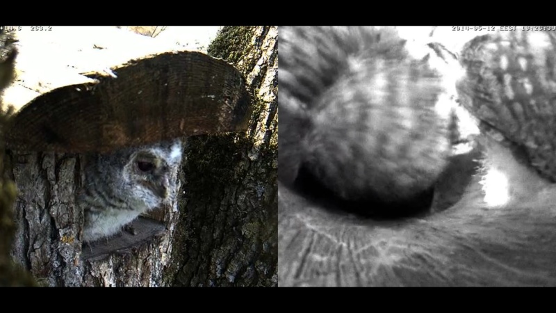 Estonian Tawny Owl Webcam 2014 - Page 2 Chhhhi10