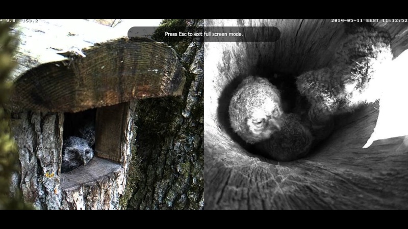 Estonian Tawny Owl Webcam 2014 - Page 36 Cjdddd14