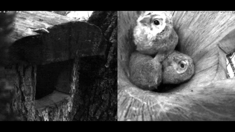 Estonian Tawny Owl Webcam 2014 - Page 34 Ckaaab10