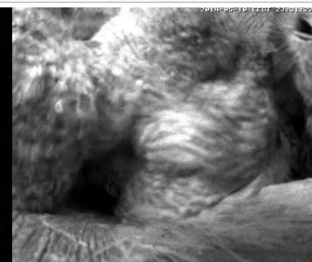 Estonian Tawny Owl Webcam 2014 - Page 34 Ckbbbb11