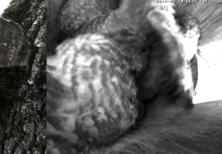 Estonian Tawny Owl Webcam 2014 - Page 33 Ckdddd12