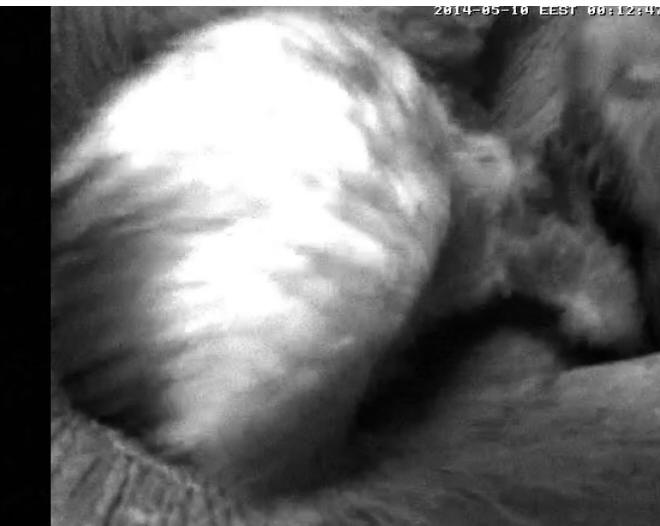 Estonian Tawny Owl Webcam 2014 - Page 31 Cklaaa11