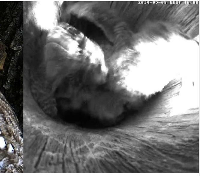 Estonian Tawny Owl Webcam 2014 - Page 30 Clgggg10