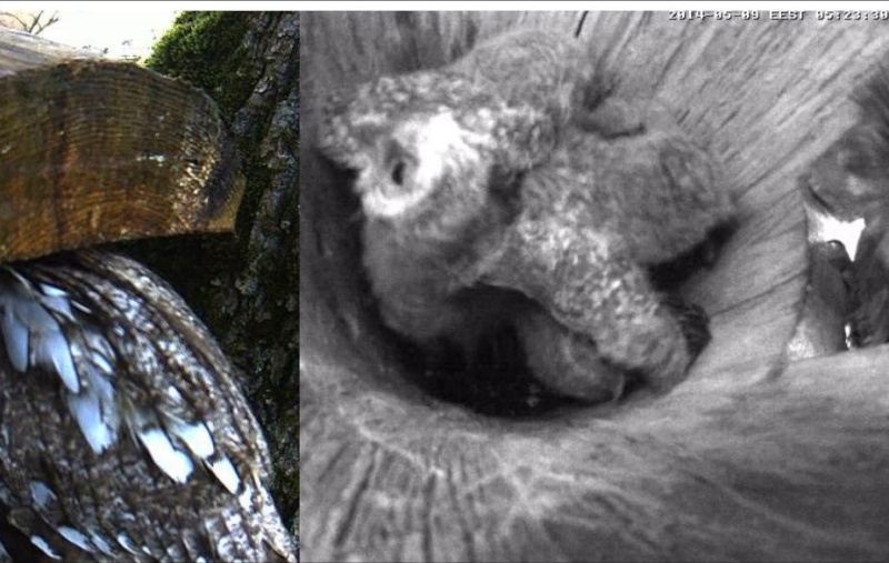 Estonian Tawny Owl Webcam 2014 - Page 29 Cmbbbb14