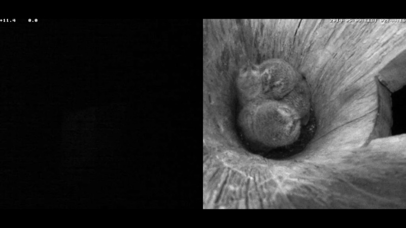 Estonian Tawny Owl Webcam 2014 - Page 27 Cmeeee11