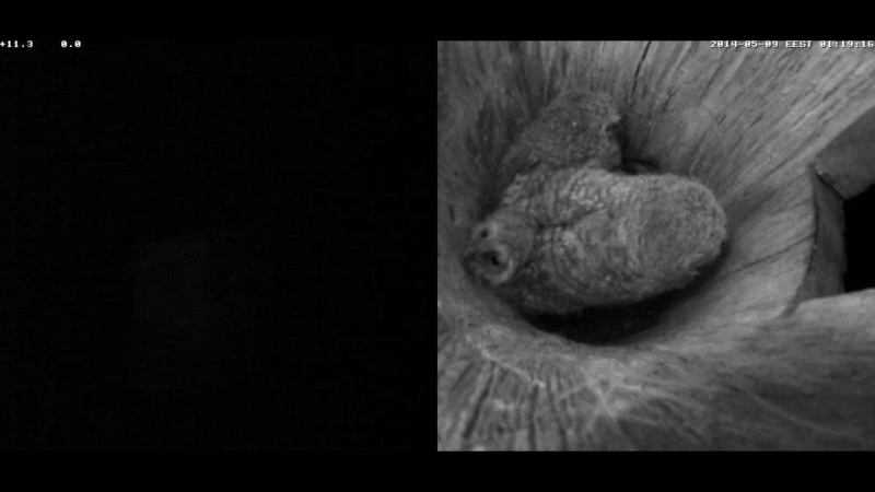 Estonian Tawny Owl Webcam 2014 - Page 27 Cmeeff10