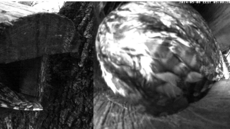 Estonian Tawny Owl Webcam 2014 - Page 26 Cnbbbb13