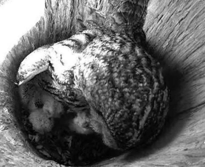Estonian Tawny Owl Webcam 2014 - Page 26 Daaabb10