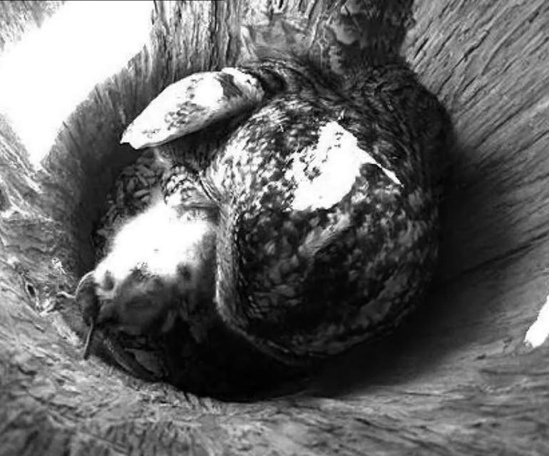 Estonian Tawny Owl Webcam 2014 - Page 26 Daaabb12