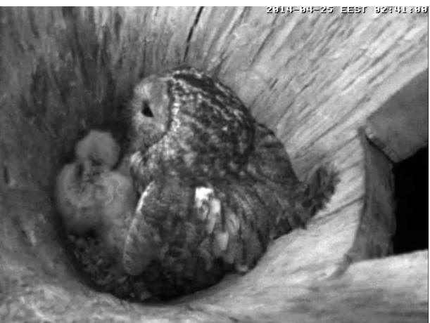 Estonian Tawny Owl Webcam 2014 - Page 26 Daabbb10