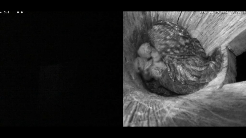 Estonian Tawny Owl Webcam 2014 - Page 26 Dabbbb10