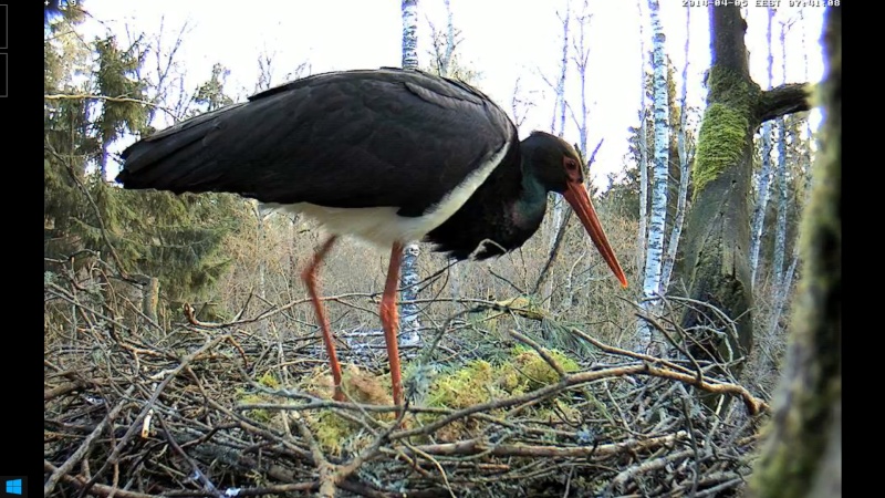 Black Stork ~ Tiit & Tiina ~ 2013 - Page 6 Fabbbb10