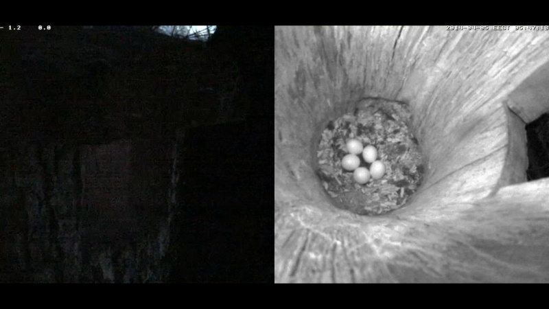 Estonian Tawny Owl Webcam 2014 - Page 14 Feffff10