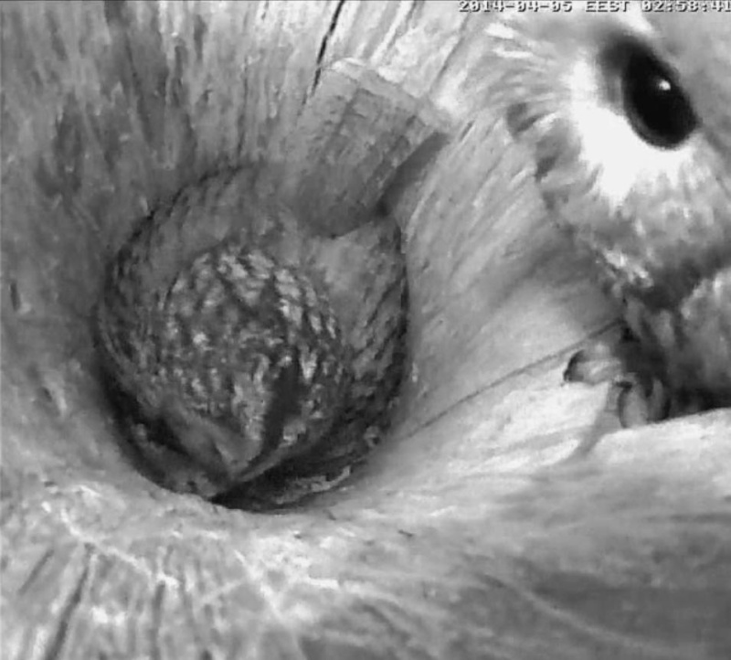 Estonian Tawny Owl Webcam 2014 - Page 14 Ffffff10