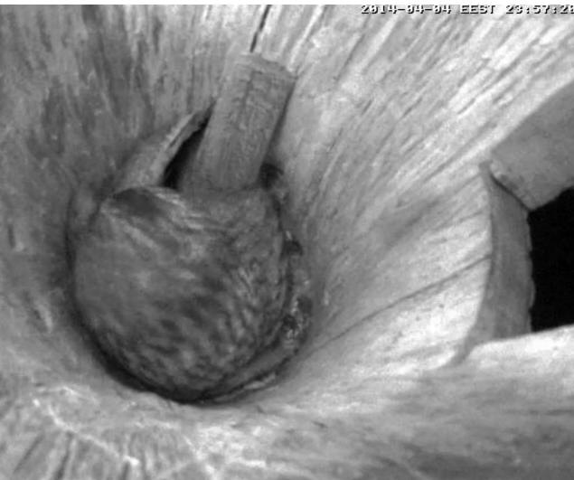 Estonian Tawny Owl Webcam 2014 - Page 13 Fghhhh11