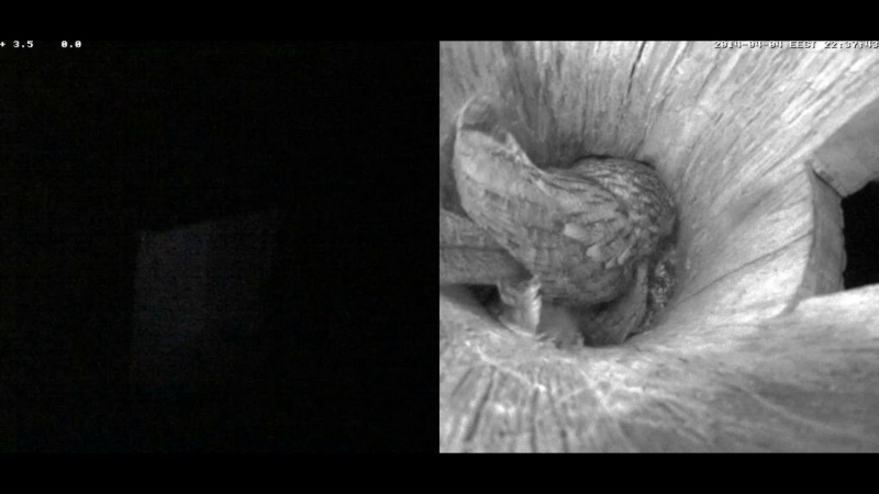 Estonian Tawny Owl Webcam 2014 - Page 13 Fhhhhj10