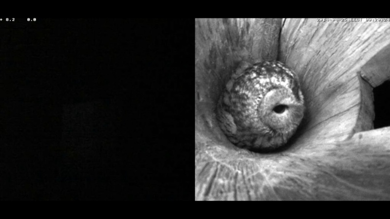 Estonian Tawny Owl Webcam 2014 - Page 25 Haaaab11