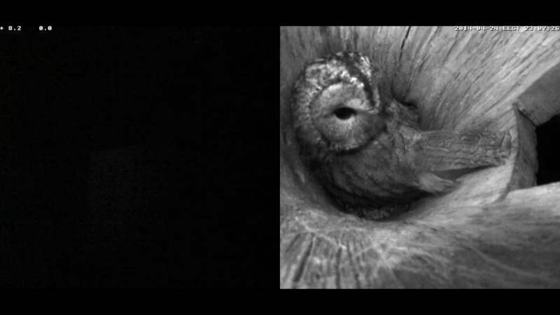 Estonian Tawny Owl Webcam 2014 - Page 25 Hbbbbc11