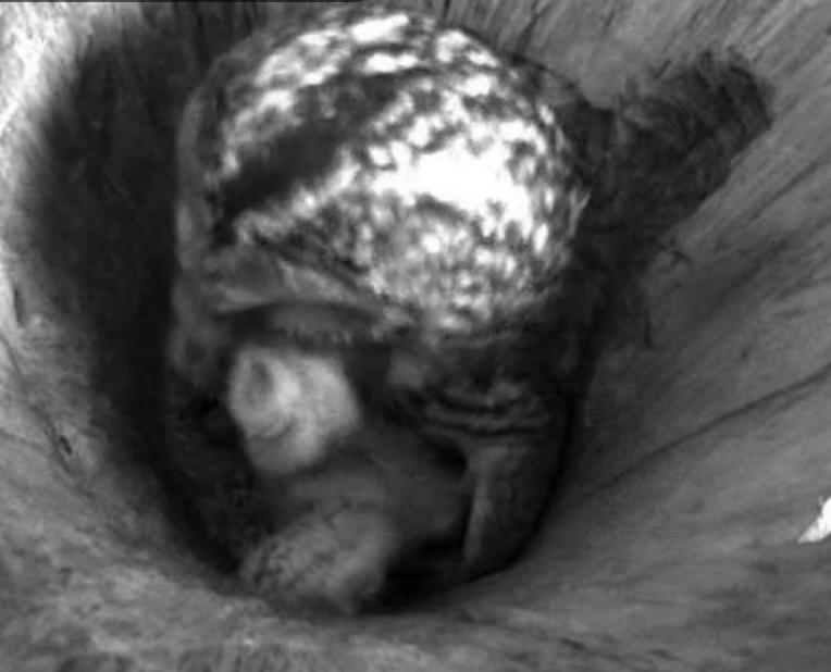 Estonian Tawny Owl Webcam 2014 - Page 24 Hddddd11