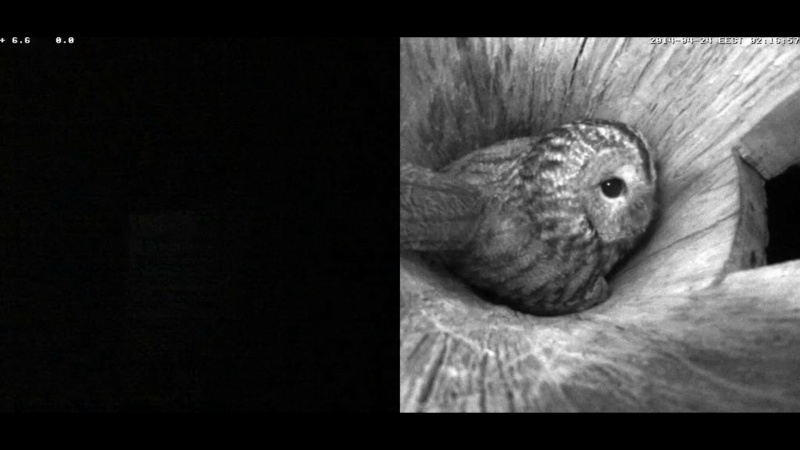 Estonian Tawny Owl Webcam 2014 - Page 22 Iddeee10