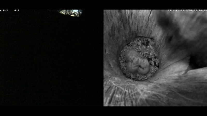 Estonian Tawny Owl Webcam 2014 - Page 21 Igghhh10