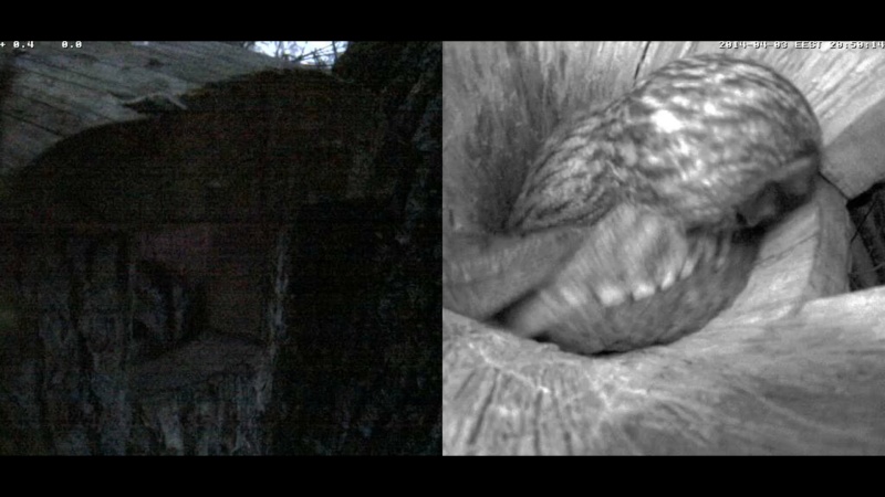 Estonian Tawny Owl Webcam 2014 - Page 12 Jbbbbc11