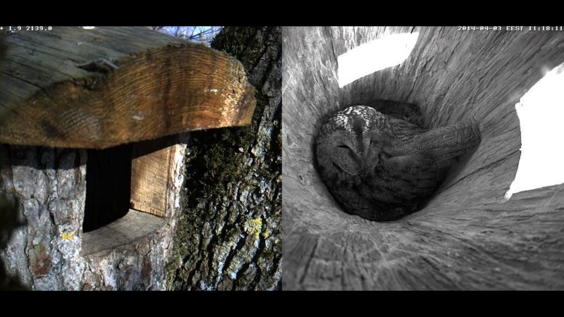 Estonian Tawny Owl Webcam 2014 - Page 12 Jbbbcc11