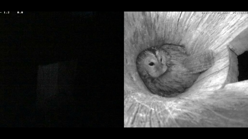 Estonian Tawny Owl Webcam 2014 - Page 12 Jcccdd11