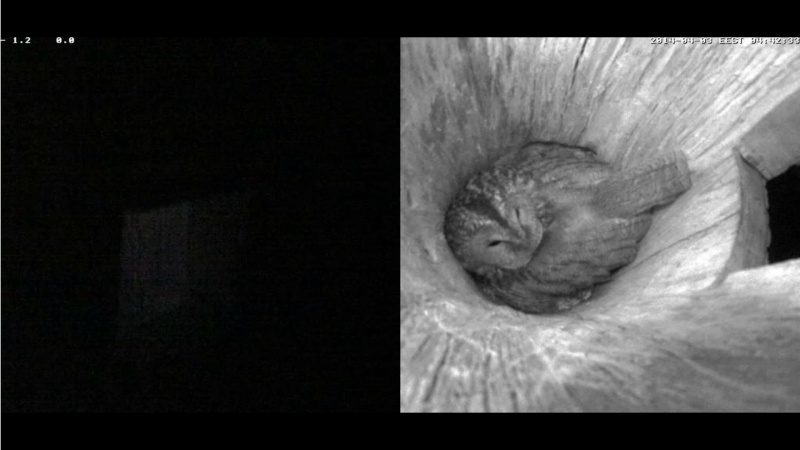 Estonian Tawny Owl Webcam 2014 - Page 12 Jcdddd10