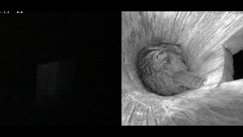 Estonian Tawny Owl Webcam 2014 - Page 12 Jdddde12