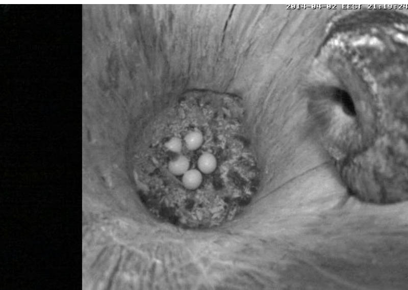 Estonian Tawny Owl Webcam 2014 - Page 12 Jeeeee10