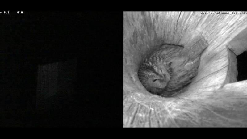 Estonian Tawny Owl Webcam 2014 - Page 12 Jeeeee11