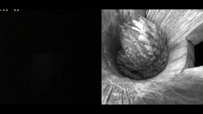 Estonian Tawny Owl Webcam 2014 - Page 17 Jeeeff12