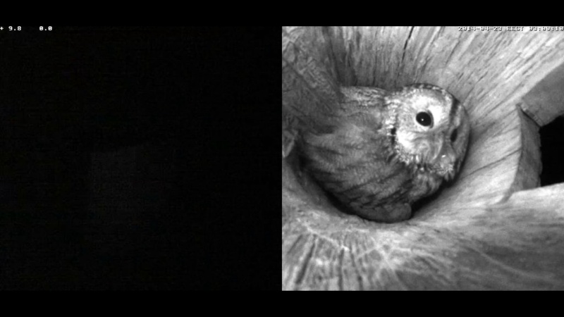 Estonian Tawny Owl Webcam 2014 - Page 20 Jeeeff13