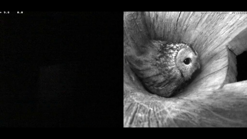 Estonian Tawny Owl Webcam 2014 - Page 17 Jfffff11