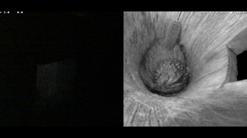 Estonian Tawny Owl Webcam 2014 - Page 11 Jfffgg10