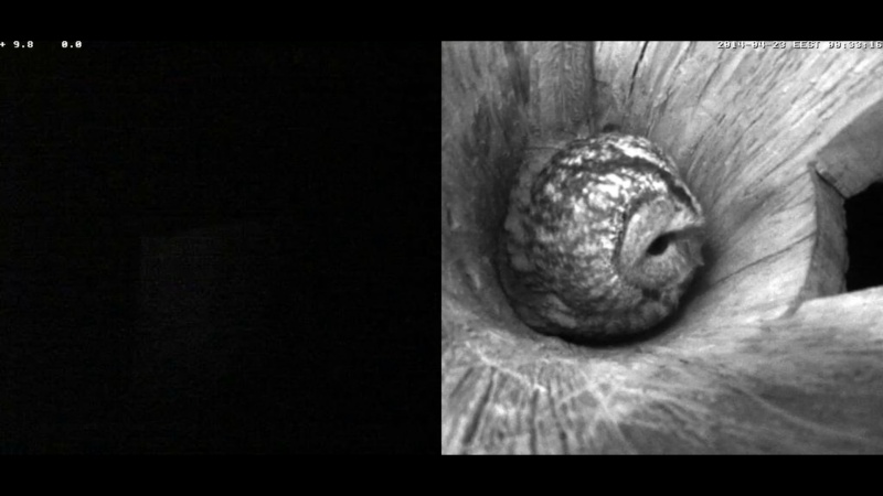 Estonian Tawny Owl Webcam 2014 - Page 18 Jhhkaa11