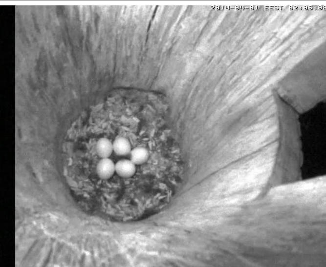 Estonian Tawny Owl Webcam 2014 - Page 10 Kabbbb10